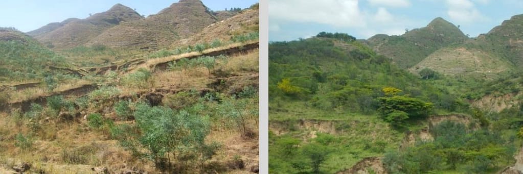 planting trees in ethiopia
